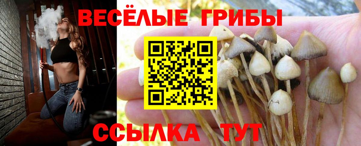 Псилоцибиновые грибы мицелий Владикавказ